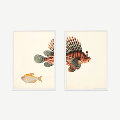 Natural History Museum Vintage Fish Set of 2 Framed Prints