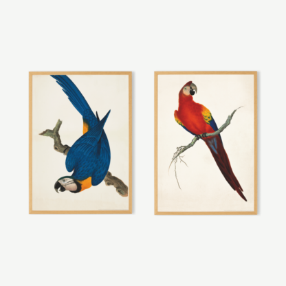 Natural History Museum Vintage Parrots Set of 2 Framed Prints